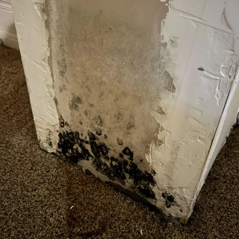 Professional Mold Removal in Concord, AL